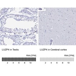 LUZP4 Antibody, Novus Biologicals:Antibodies:Primary Antibodies